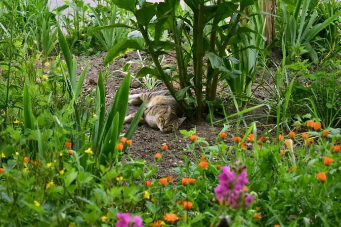 a cat that is laying down in the grass